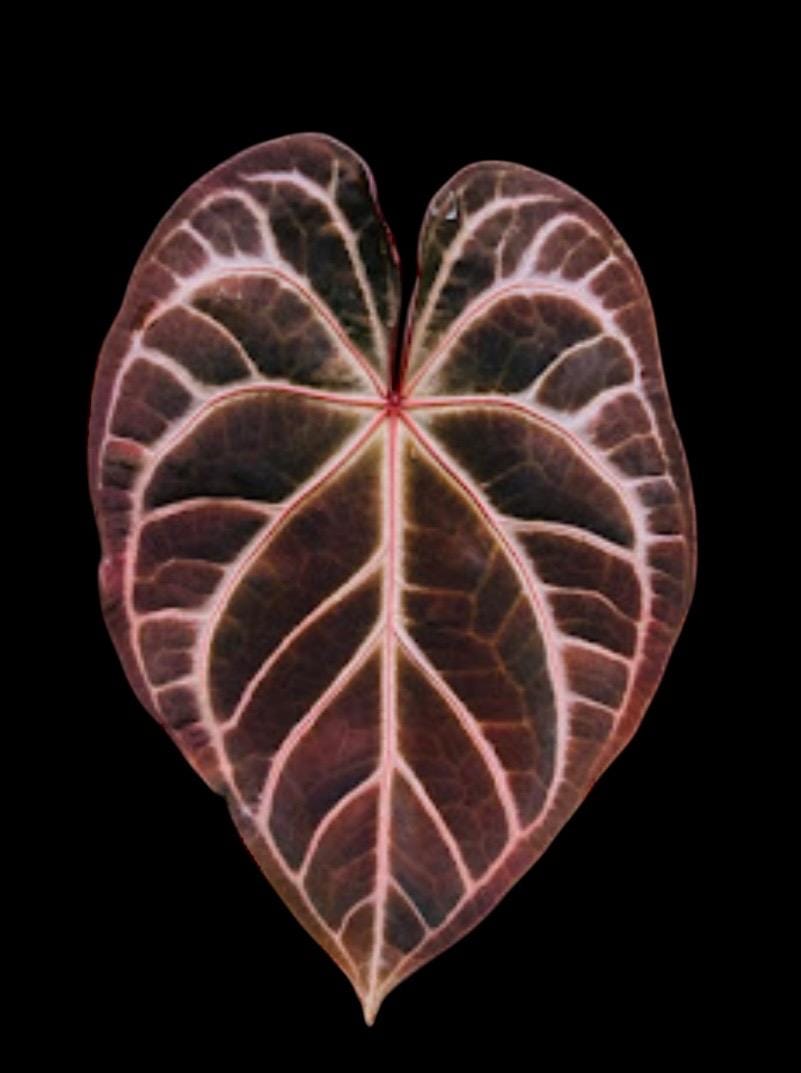Anthurium Meleys 