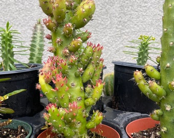 Eves pin cactus Austrocylindropuntia subulata