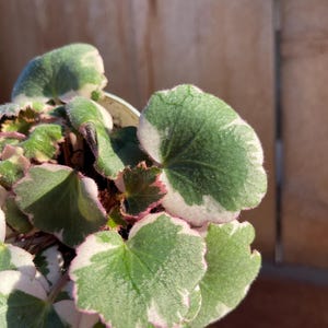 Strawberry Begonia