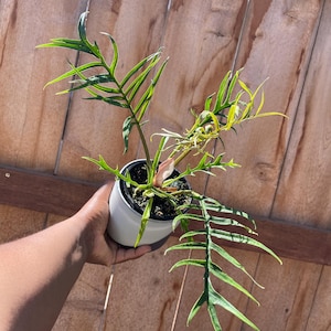 Philodendron Tortum – The Elegant Skeleton Leaf Philodendron