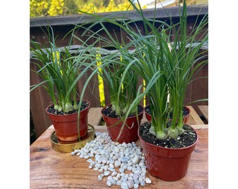 PonyTail Palm 4 in (3 in one pot)