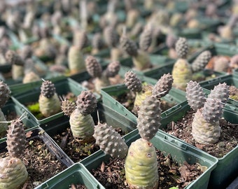 Pine Cone Cactus Tephrocactus articulatus is the rare plant you didn't know you needed.