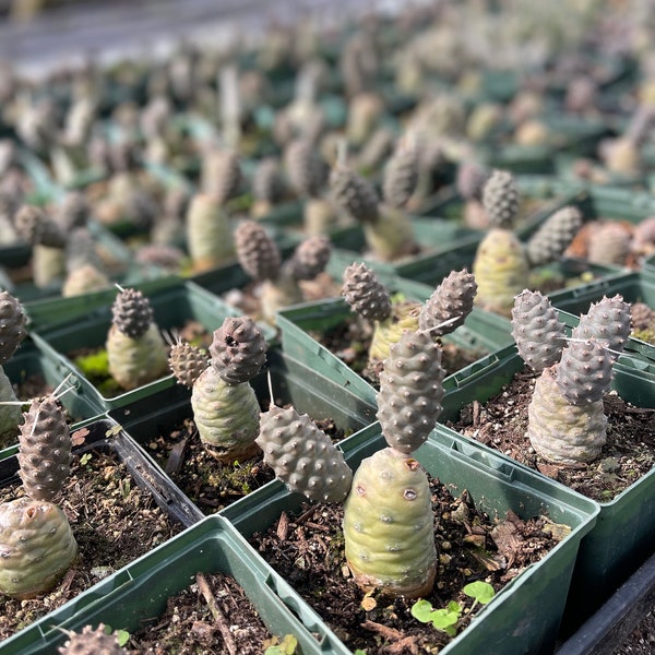 Pine Cone Cactus Tephrocactus articulatus is the rare plant you didn't know you needed.