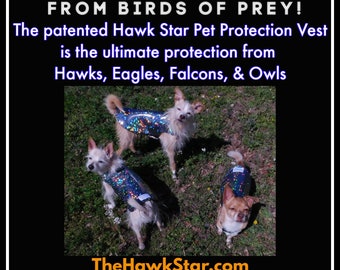 You ain't scared of no hawk!' Hilarious video of a Chihuahua walking in a  protective vest adorned with spikes and quills to ward off predators goes  viral on TikTok