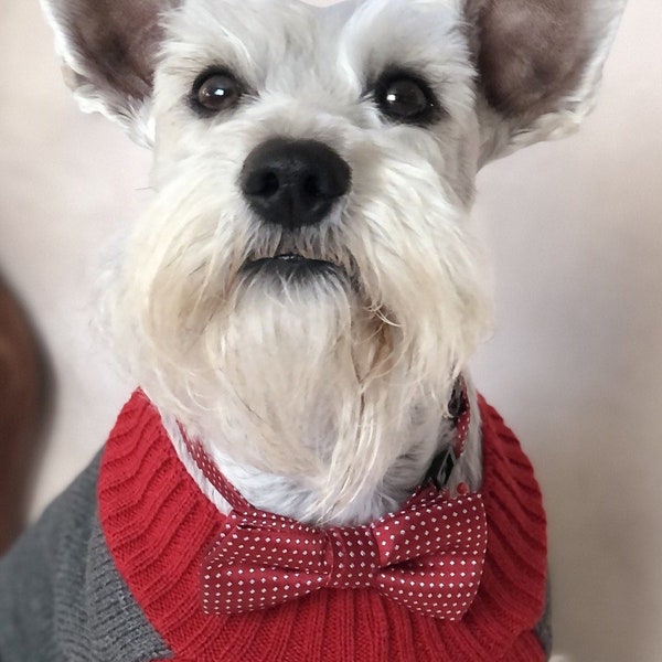 Bow tie for dogs, Dog ties, Corbata para perro