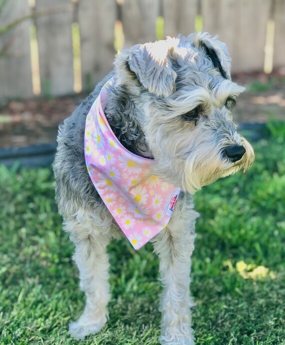 Daisy Bandana Daisy Print Dog Bandana Floral Dog Bandana Button Bandana Button Floral Bandana Summer Dog Bandana Etsy