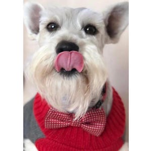 Bow tie for dogs, Dog ties, Corbata para perro