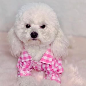 May include: A white poodle wearing a pink and white gingham shirt. The dog is sitting on a white fluffy surface.