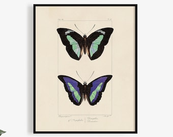 Blue Butterflies Antique Art Print | Cottagecore Art Print, Natural History Wall Art Cottage Decor, Boho Botanical Poster Print, Nature Art