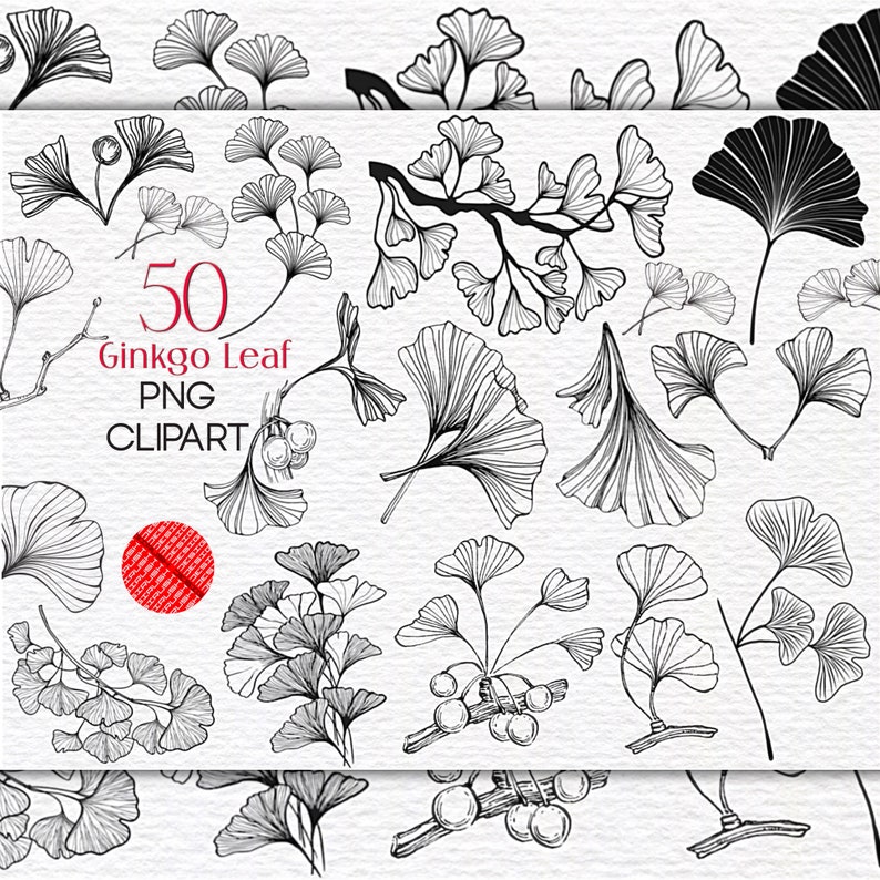 Ginkgo Leaf Clipart PNG Digital Download Ginkgo Line Art Printable ...