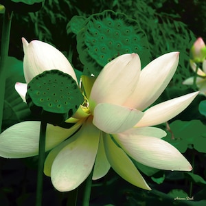 Lotus Flower (Nelumbo Nucifera)