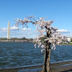Op de afbeelding: Een enkele kersenboom met witte bloemen staat in de buurt van een waterpartij met een witte obelisk in de verte. De boomstam is verweerd en knobbelig. Een enkele rode roos ligt op de grond bij de voet van de boom.