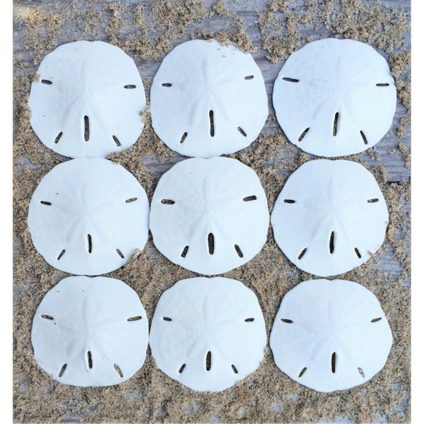 10 Florida Keyhole Sand Dollars | Beach Wedding Décor | Craft Projects (2-2.5")