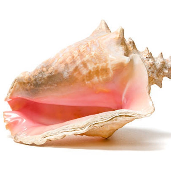 6" to 8" Nautical Large Bahama Queen Pink Conch Seashell Home Decor