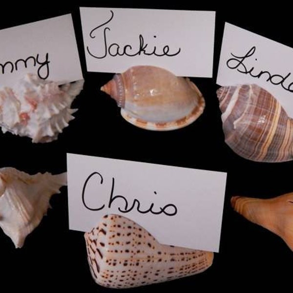 Seashell Name Card Holders - weddings - tropical parties - nautical place holders