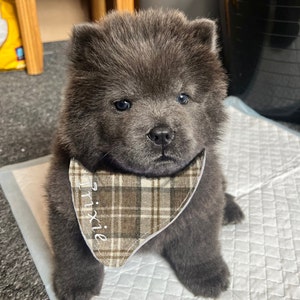 Chow chow grey puppy 2025