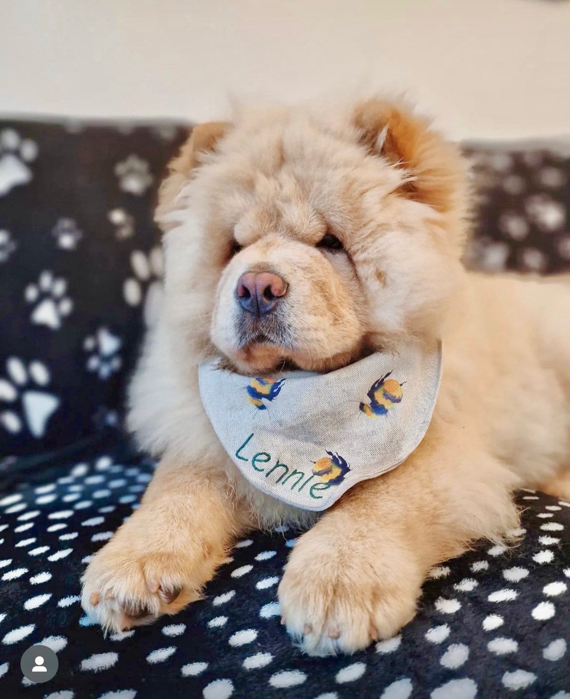 Chow Chow Stuffed Animal Australia