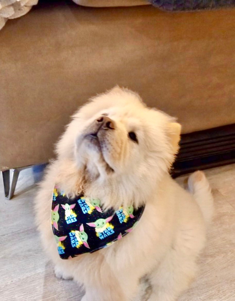 Chow chow sale bandana