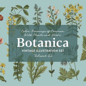 Botanica Vol. 2 - Vintage Plants Illustrations