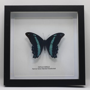 Framed Narrow Green Banded Swallowtail Papilio Nireus image 1
