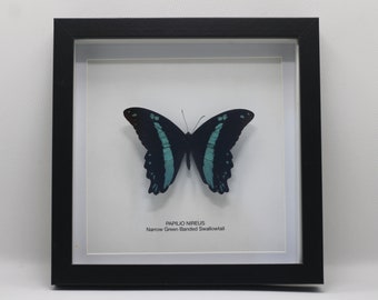 Framed Narrow Green Banded Swallowtail (Papilio Nireus)