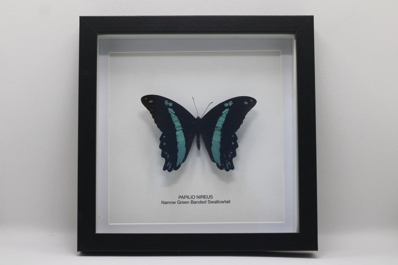 Framed Narrow Green Banded Swallowtail Papilio Nireus image 1
