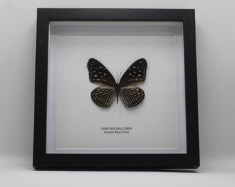 Framed Striped Blue Crow Butterfly (Euploea Mulciber)