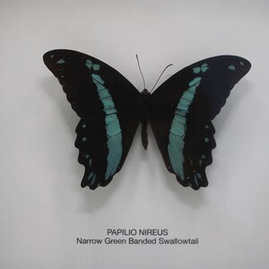 Framed Narrow Green Banded Swallowtail Papilio Nireus image 2