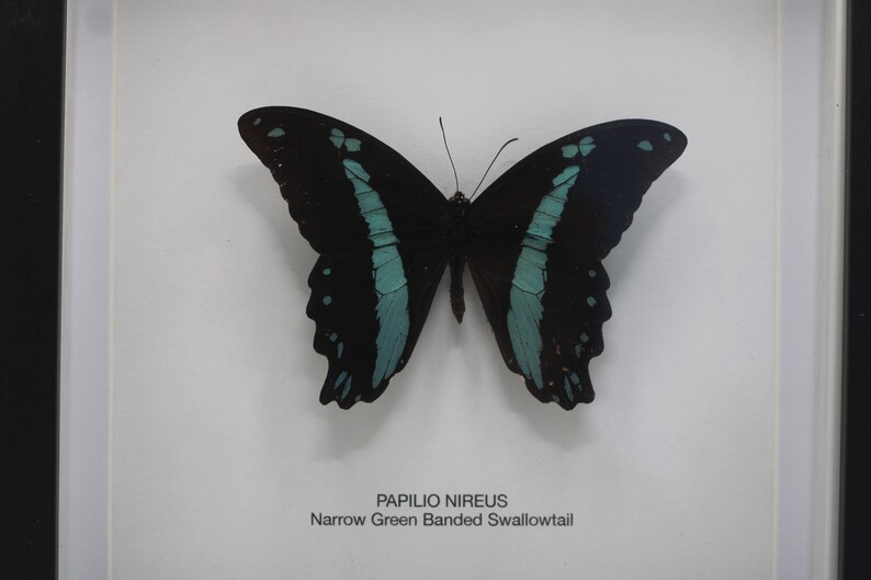 Framed Narrow Green Banded Swallowtail Papilio Nireus image 2