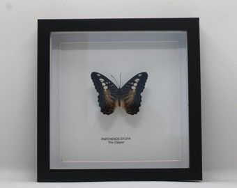 Framed Clipper Butterfly (Parthenos Sylvia)