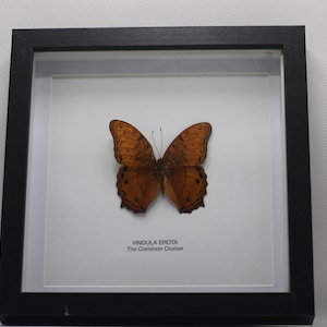 Puede incluir: Un espécimen de mariposa enmarcado, el Common Cruiser, con alas marrones y naranjas y manchas negras. La mariposa está centrada sobre un fondo blanco dentro de un marco negro. El texto en la parte inferior dice "VINDULA EROTA The Common Cruiser."