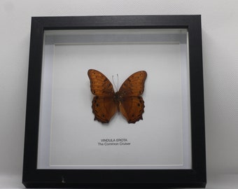 Framed Common Cruiser Butterfly (Vindula Erota)