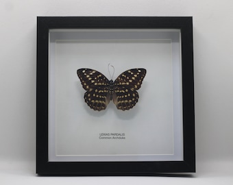 Framed Common Archduke (Lexias Pardalis)