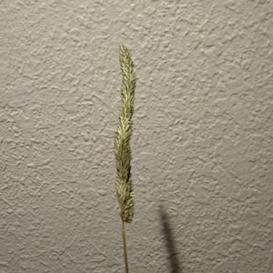 May include: A single, dried grass stalk with a textured, seed-bearing head. The head is a light tan color, and the stem is a thin, light brown. The background is a textured, light gray wall.