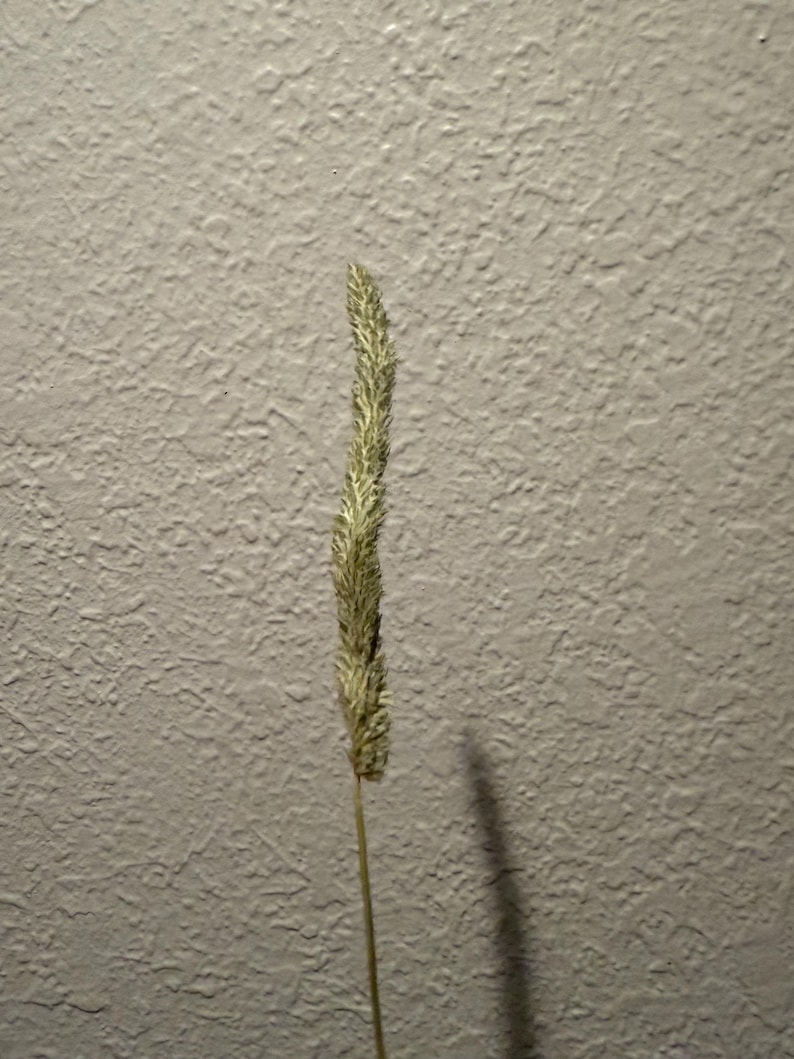 May include: A single, dried grass stalk with a textured, seed-bearing head. The head is a light tan color, and the stem is a thin, light brown. The background is a textured, light gray wall.
