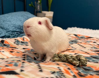 Revêtement de cage en polaire personnalisé pour cochons d'Inde, Cage C&C, fabriqué sur commande