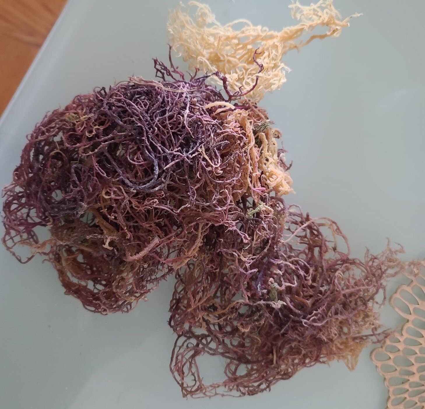 16 Oz 1 Lb of Wildcrafted Wild Harvested Raw Purple Sea Moss genus ...