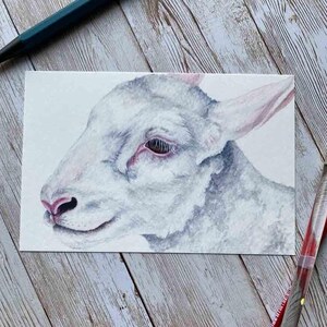 White Lamb Art Print