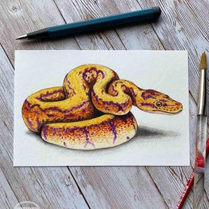 May include: Watercolor painting of a yellow and purple snake curled up on a white background.