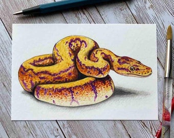 Pyton kulisty pomarańczowy