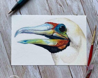 Red Footed Booby Bird Art Print