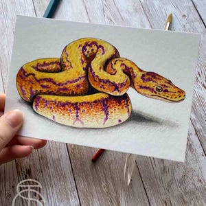 May include: Watercolour painting of a yellow and purple snake curled up on a white background.