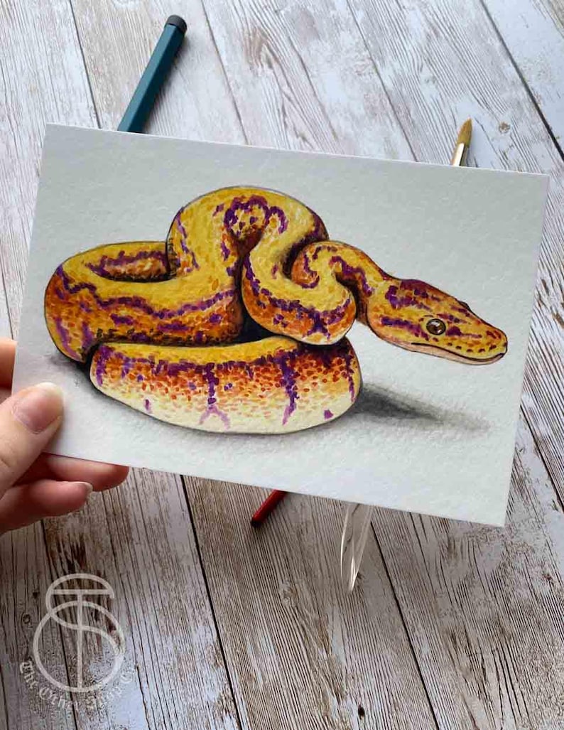 May include: Watercolour painting of a yellow and purple snake curled up on a white background.