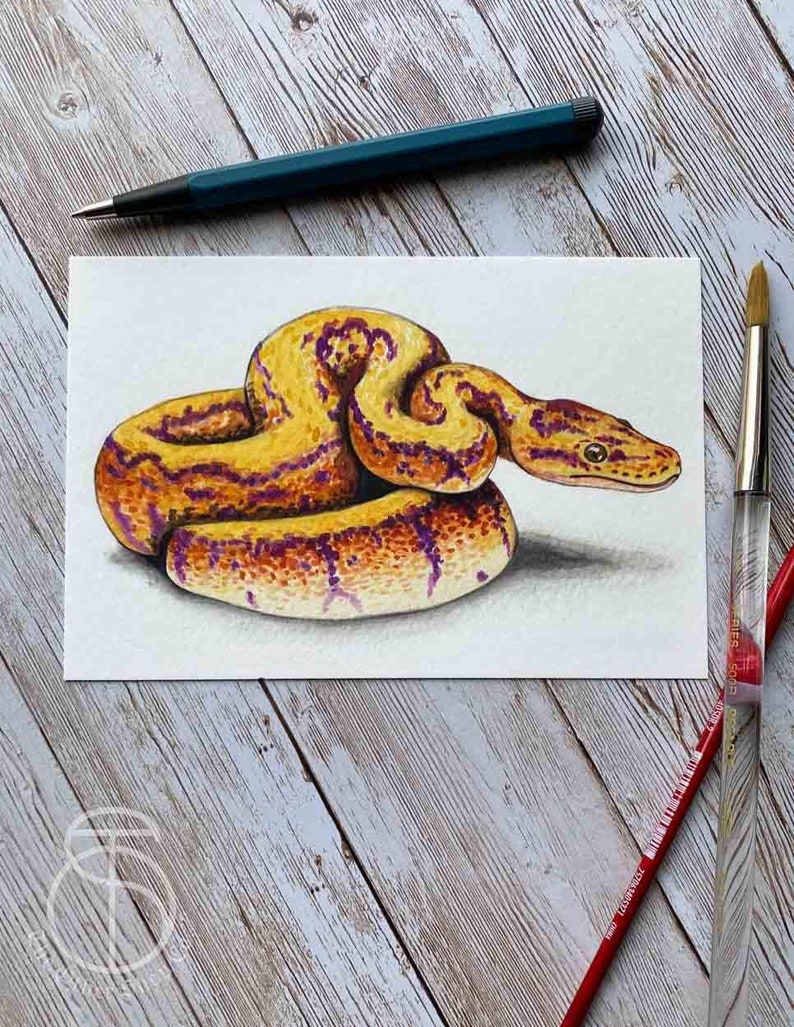 May include: Watercolour painting of a yellow and purple snake curled up on a white background.