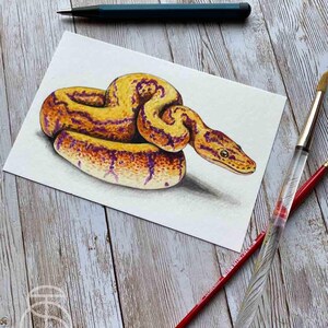 May include: A watercolour painting of a yellow and purple snake curled up on a white background.