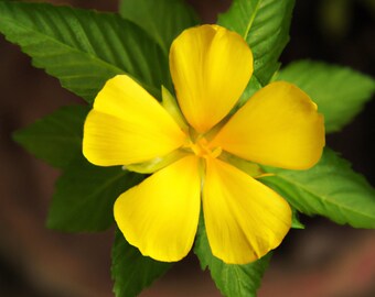 New Damiana Leaf Tea 1 2 3 4 oz (Turnera Diffusa) Cut & Sifted Wildcrafted Aphrodesiaca