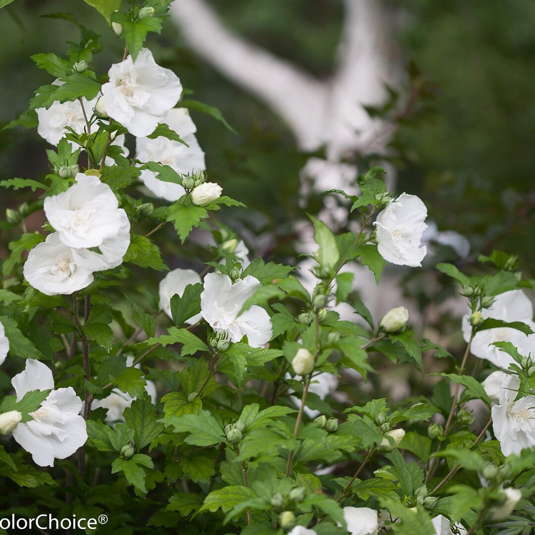10 White Hardy Hibiscus Saucer Hibiscus Flower Seeds Etsy