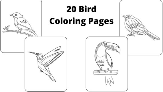 Types Of Birds Coloring Pages