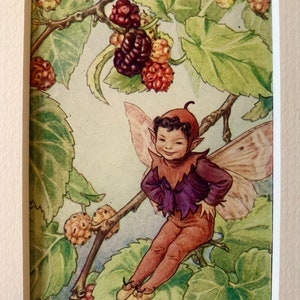 Vintage mounted &quot;Flower Fairy&quot; illustration by Cicely Mary Barker from 1952