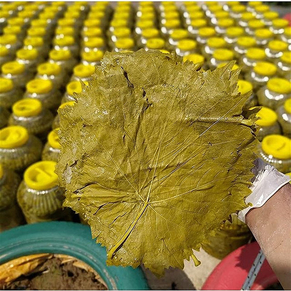 Pickled Grape Leaves Turkish Food Anatolian Flavors by Refa Etsy